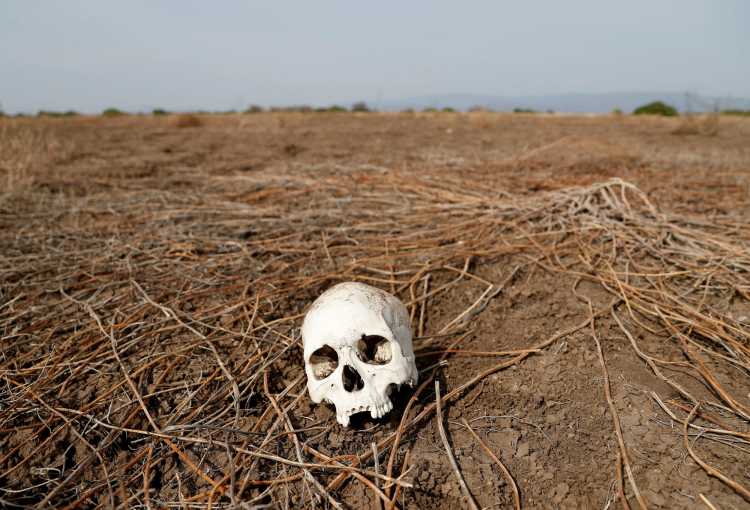 Ein Schädel liegt auf einem ausgedörrten Feld in Kenia.