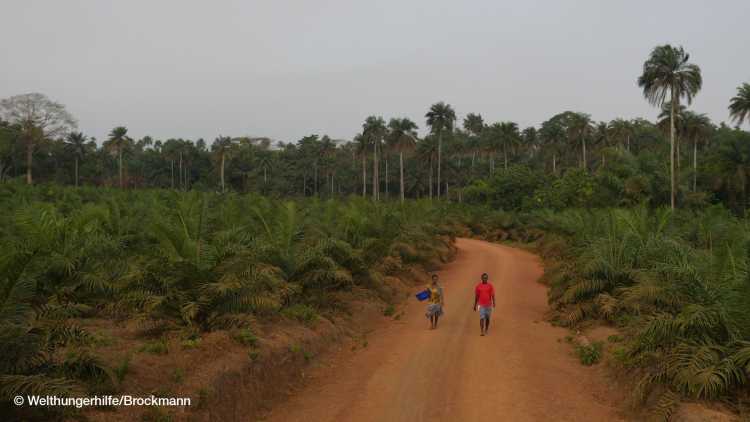 Thema Landgrabbing / Blockfarming in Sierra Leone: das Dorf Potine im Distrikt Pujehun, in dem 90 % der Bewohner ihr Land an den Plantagenbetrieber Socfin verpachtet haben. Straße durch Plantagengebiet. 